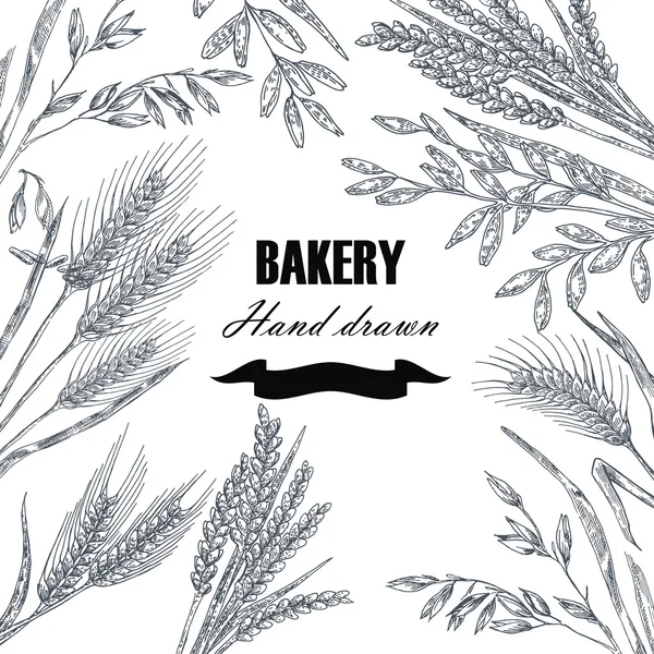 Bread design template. Hand drawn wheat set. Vector illustration — Διανυσματικό Αρχείο