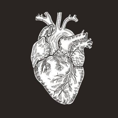 Vintage engraved human heart. Vector illustartion. Design
