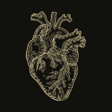 Vintage engraved human heart. Vector illustartion. Design