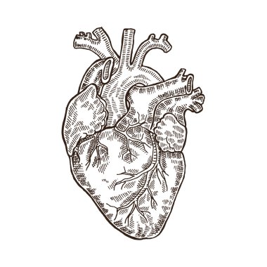 Vintage engraved human heart. Vector illustartion. Design
