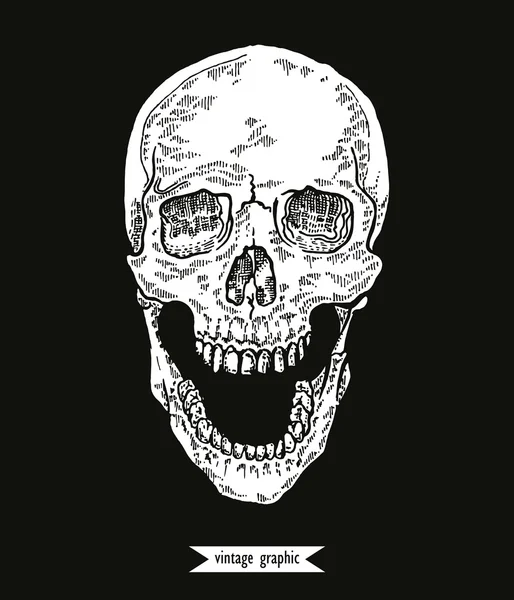 Hand drawn skull in mochrome line art graphic. Vector — Stok Vektör