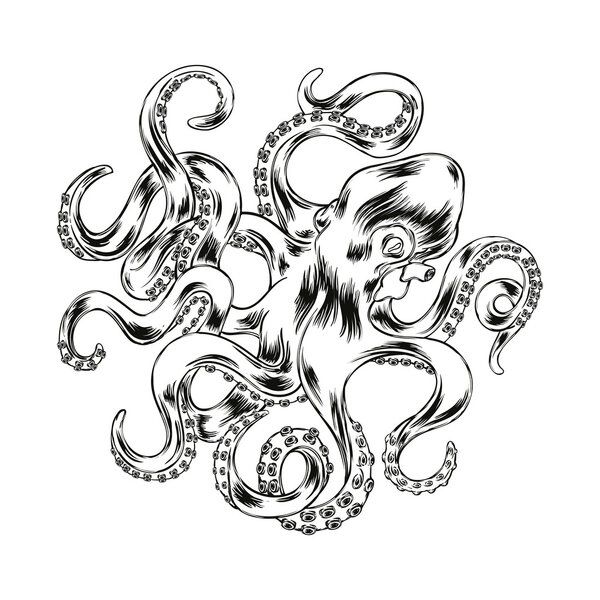 Octopus hand drawn vector illustration. Engraved vector octopus 