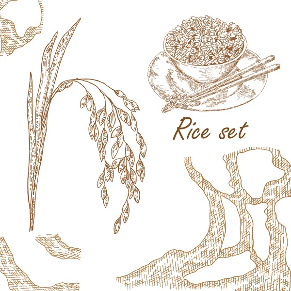 Pianta di riso illustrazione vettoriale disegnata a mano — Vettoriale Stock