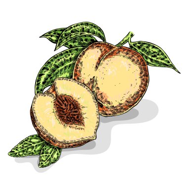 El şeftali çekilmiş. Vektör çizim. Kroki tarzı