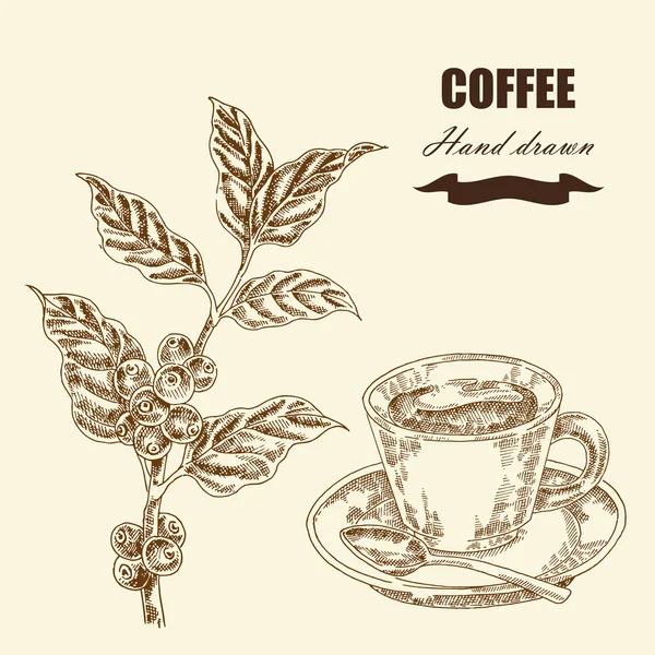 Hand drawn coffee twig and cup of coffee. Vector illustration — Stock Vector