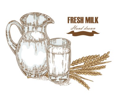 Hand drawn jug and glass of milk with wheat ears isolated. Vector