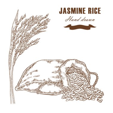 Çuval pirinç Tay jasmine. Pirinç bitki elle çizilmiş. Vektör