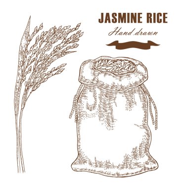 Çuval pirinç Tay jasmine. Pirinç bitki elle çizilmiş. Vektör