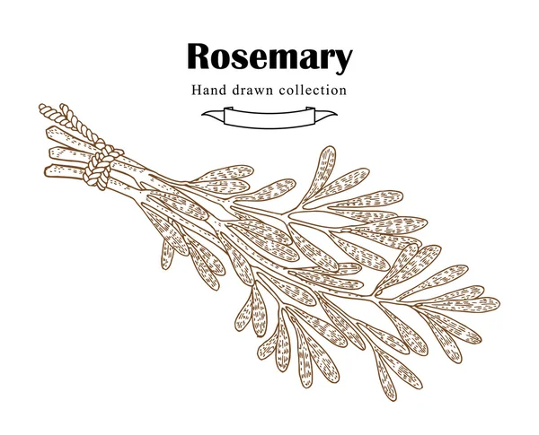 Bouquet de romarin dessiné à la main dans le style croquis. Vecteur herbes et épices — Image vectorielle