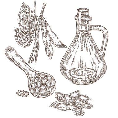 El çekilmiş soya bitki ve soya yağı kroki tarzı. Vektör illustr