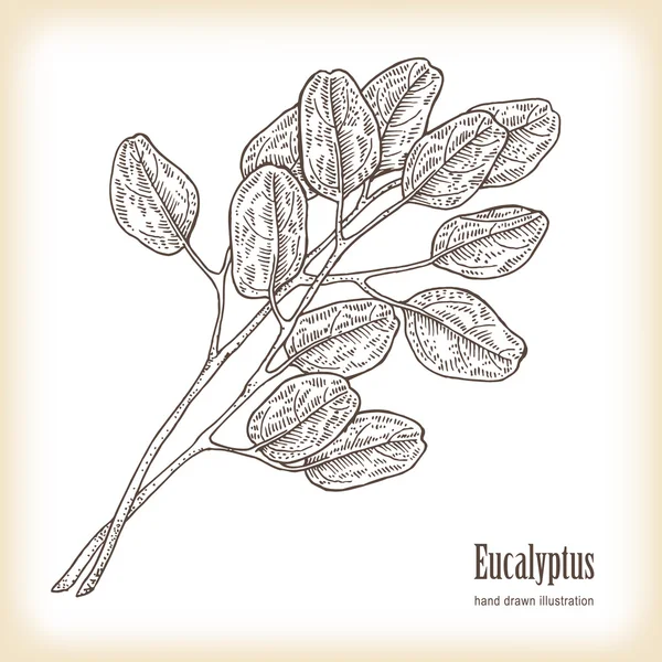 Hand getrokken eucalyptus bladeren. Vectorillustratie — Stockvector