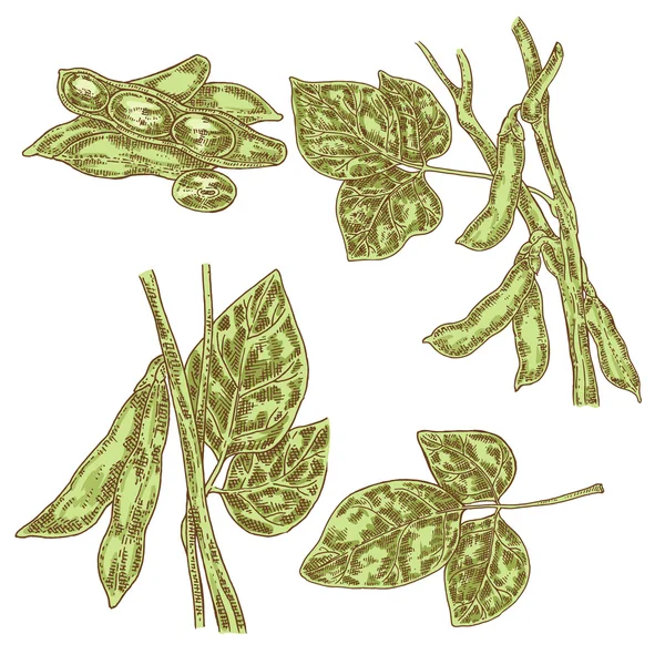 Handritad soja set. Vektor illustration soja växt och sojabönor — Stock vektor