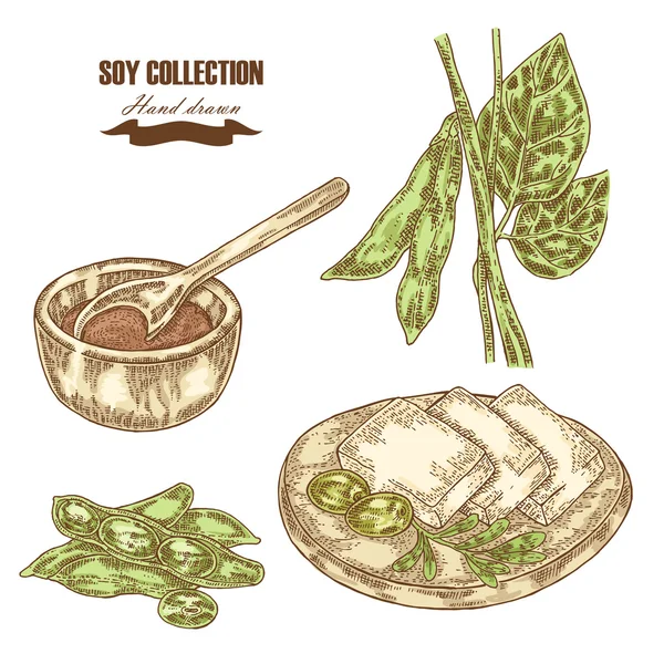 手绘大豆植物、 大豆和豆腐。矢量图 — 图库矢量图片