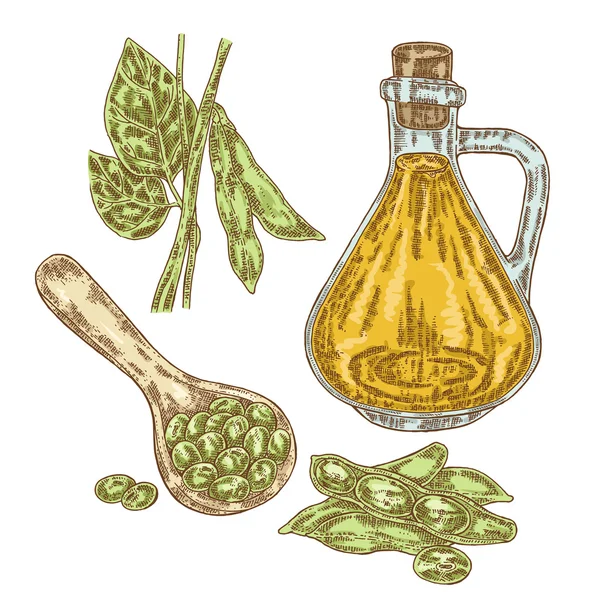 手工绘制的大豆植物和豆油中的素描样式。矢量说明 — 图库矢量图片
