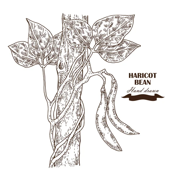 Hand getekend haricot boon plant. Vectorillustratie — Stockvector