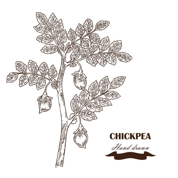Hand drawn chickpea plant. Vector illustration — Stock Vector