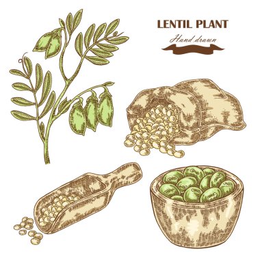 El mercimek bitki çekilmiş. Fasulye ile ahşap Kepçe. Vektör illustratoin