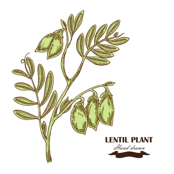 Hand getekend linze plant. Vectorillustratie in schets stijl — Stockvector