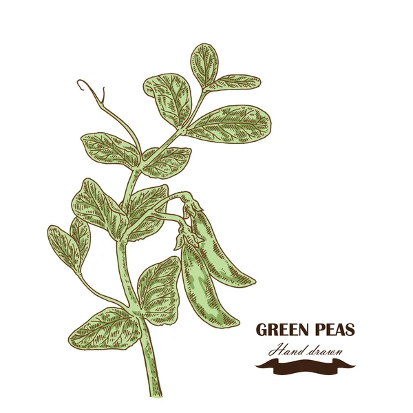 手には、エンドウ豆の植物が描かれました。スケッチ スタイルのベクトル図 — ストックベクタ