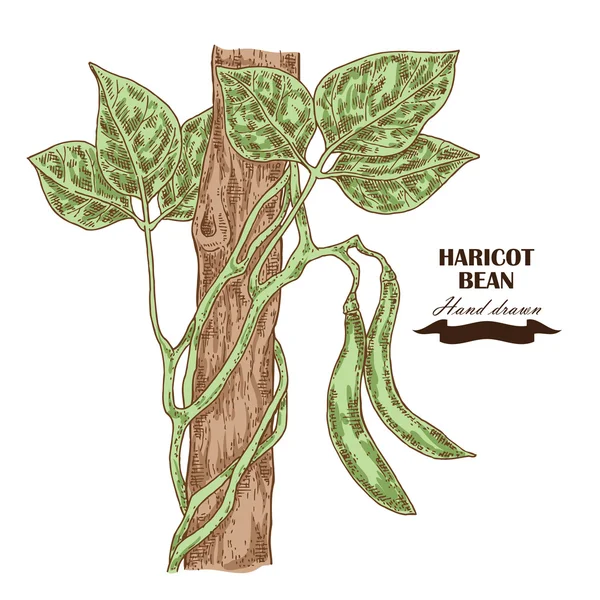 Planta de feijão de feijão desenhada à mão. Ilustração vetorial — Vetor de Stock