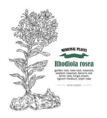 Rhodiola rosea veya altın kök vektör çizim. El şifalı bitkiler kroki bir tarzda çekilmiş.