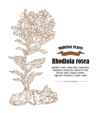 Rhodiola rosea veya altın kök vektör çizim. El şifalı bitkiler kroki bir tarzda çekilmiş.