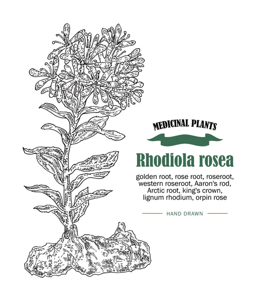 Rhodiola rosea ou ilustração vetorial de raiz dourada. Plantas medicinais desenhadas à mão em estilo esboço —  Vetores de Stock