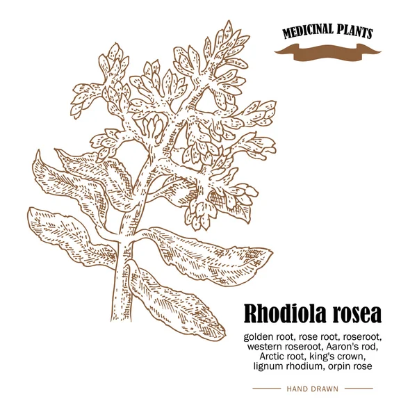 Rhodiola rosea ou ilustração vetorial de raiz dourada. Plantas medicinais desenhadas à mão em estilo esboço —  Vetores de Stock