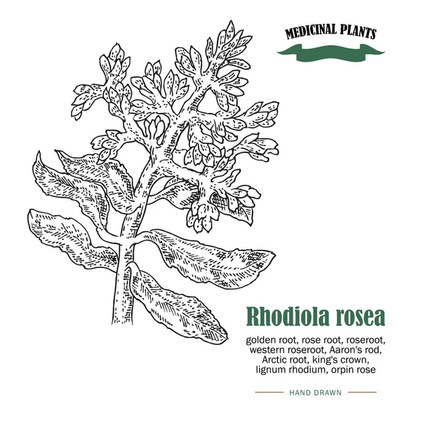 Rhodiola rosea ou ilustração vetorial de raiz dourada. Plantas medicinais desenhadas à mão em estilo esboço —  Vetores de Stock