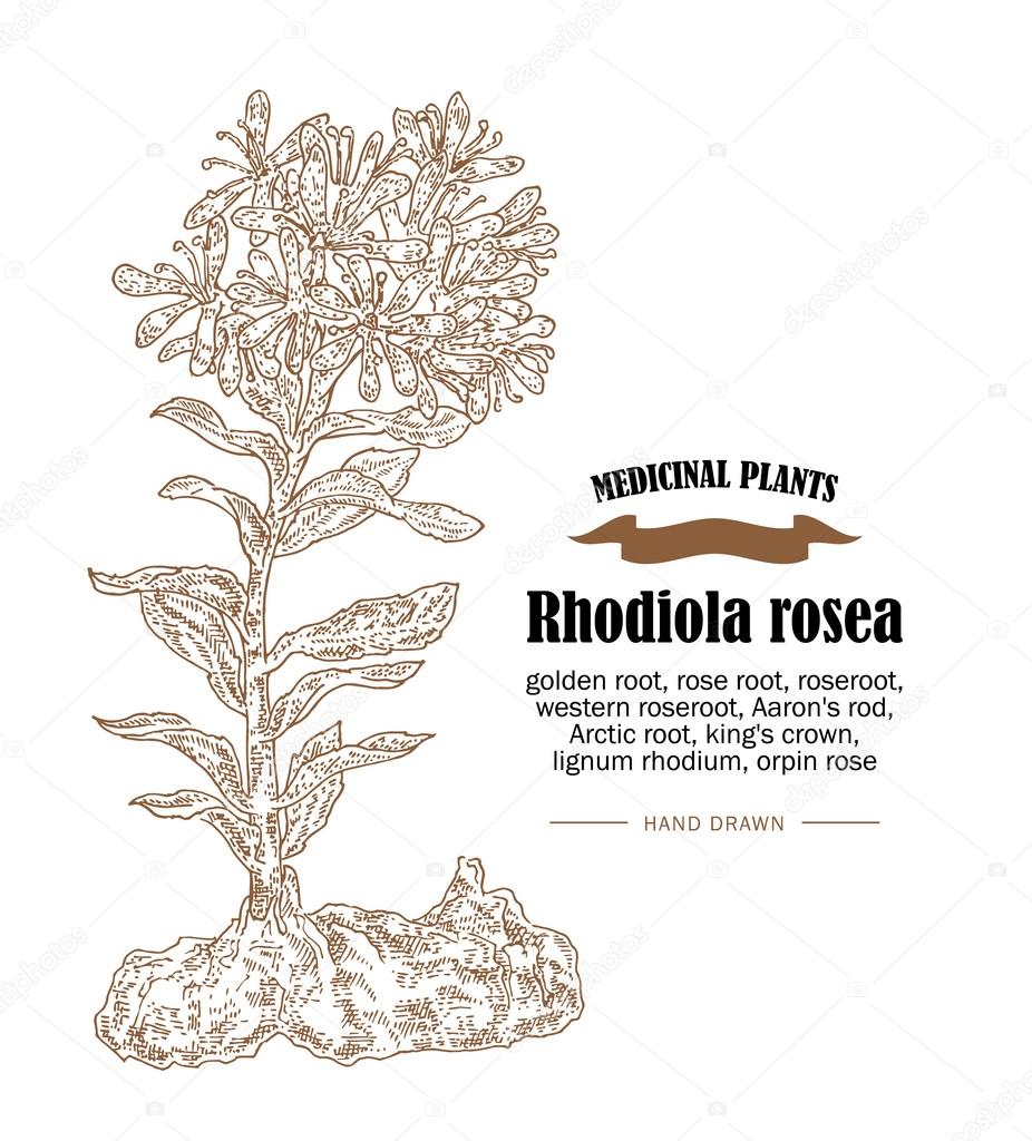 Rhodiola rosea or golden root vector illustration. Hand drawn medicinal plants in sketch style