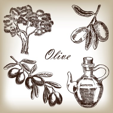 Elle çizilmiş zeytin küme. Vektör çizim