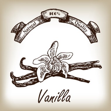 Vanilya elle çizilmiş illüstrasyon kroki tarzı