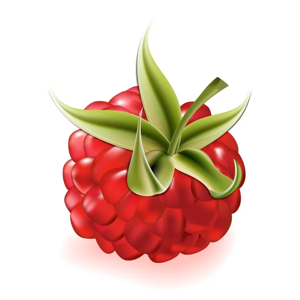 Raspberry on white background. Vector — Stock Vector