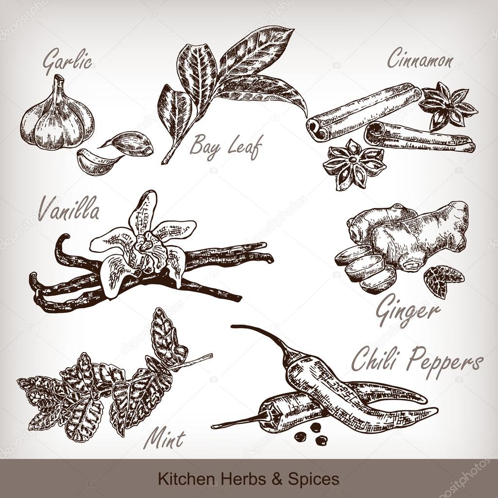Kitchen herbs and spices set. Vector illustration