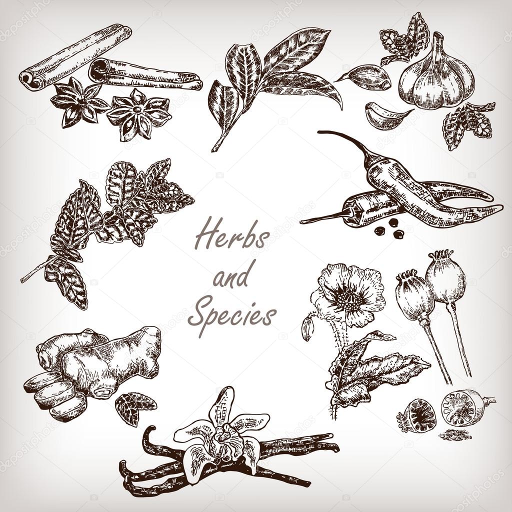 Kitchen herbs and spices set. Vector illustration.