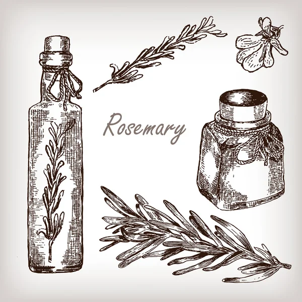 Rosemary oil set. Vector illustration. — Stock Vector