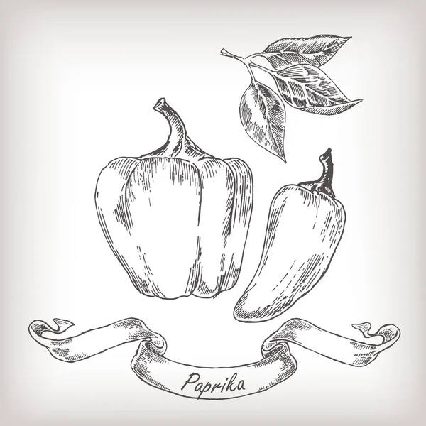 Ensemble de paprika dessiné à la main illustration vectorielle . — Image vectorielle