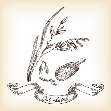 Oats and grain hand drawn. Vector clipart