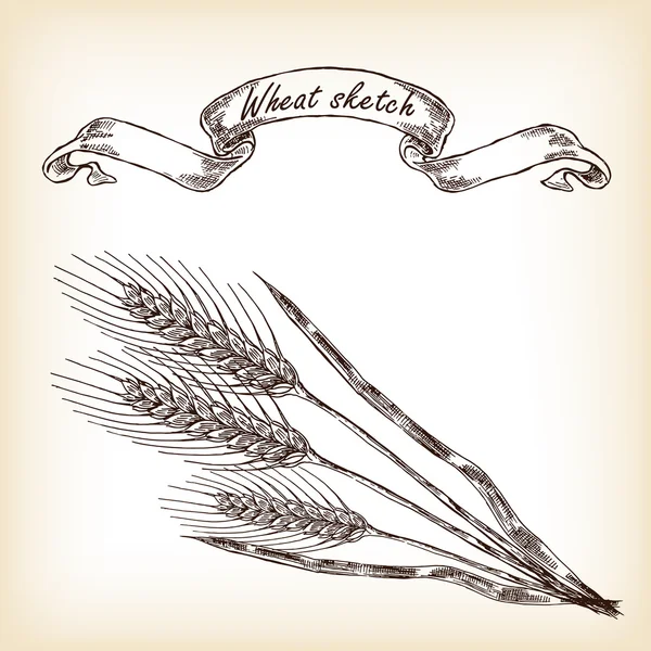 Hand drawn wheat. Vector illustration — Stock Vector