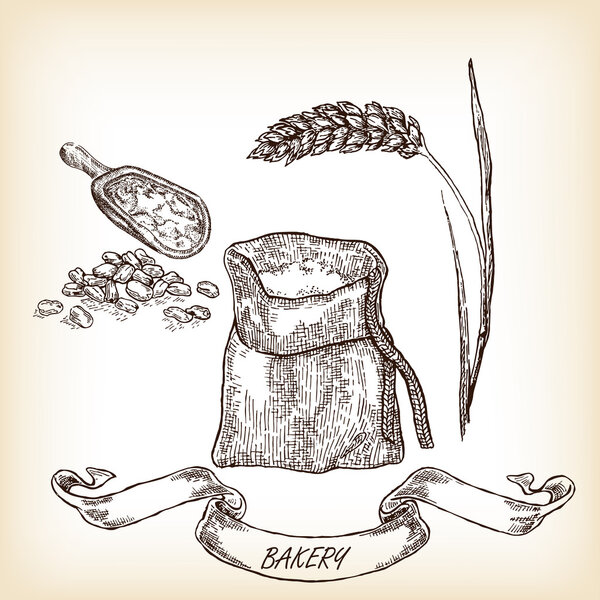 Grain, meal, wheat hand drawn. Vector illustration