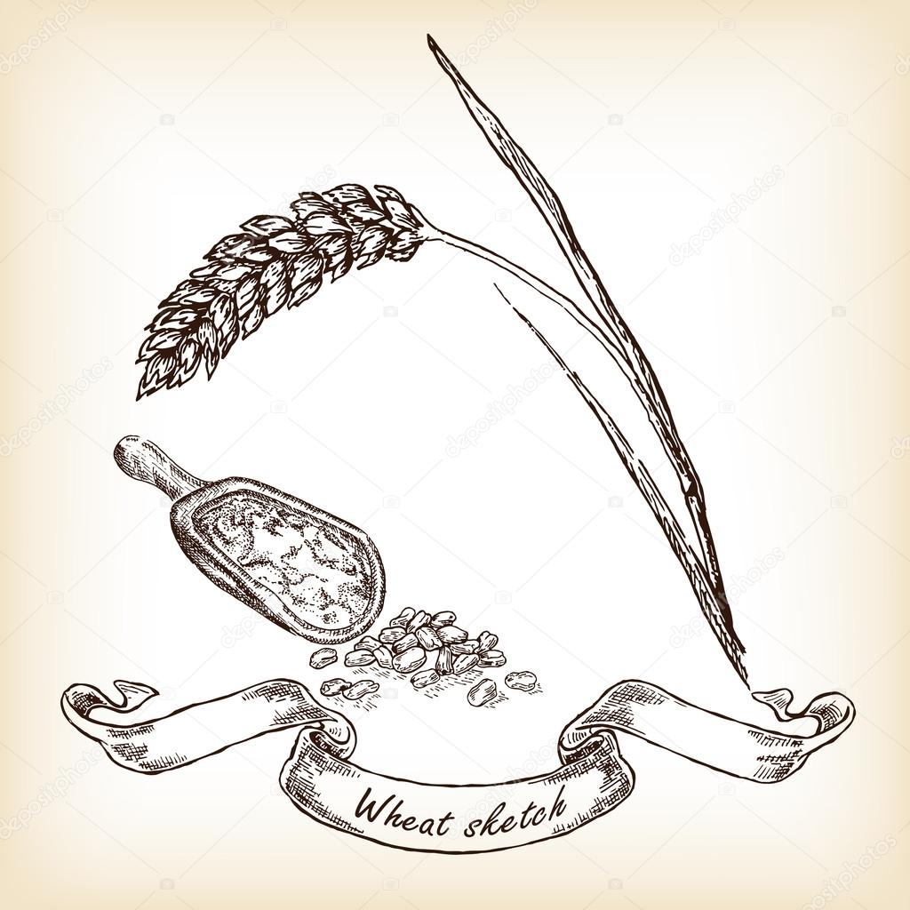 Hand drawn wheat and grain. Vector