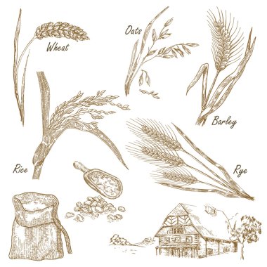 Wheat, rye, oats, barley, farm house in vintage style clipart