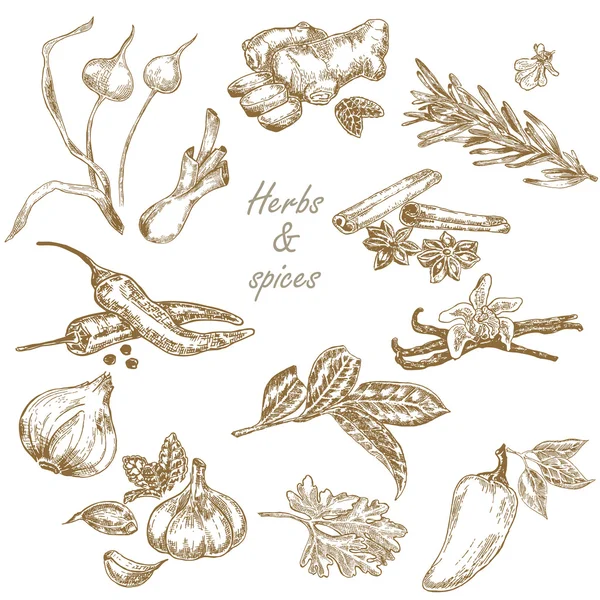 Herbes et épices de cuisine mis illustration vectorielle dessinée à la main en s — Image vectorielle