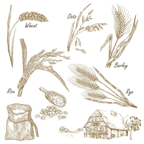 小麦、ライ麦、オート麦、大麦、ビンテージ スタイルのファームハウス — ストックベクタ