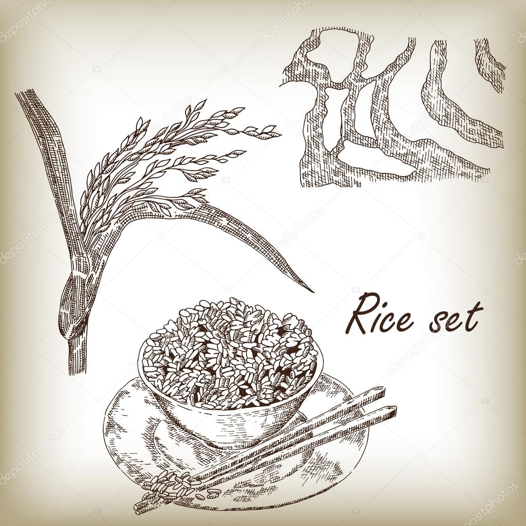 Rice set vector illustration