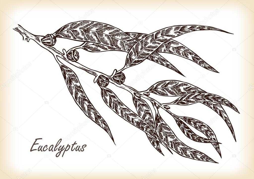 Eucalyptus leaves hand drawn. Vector illustration.