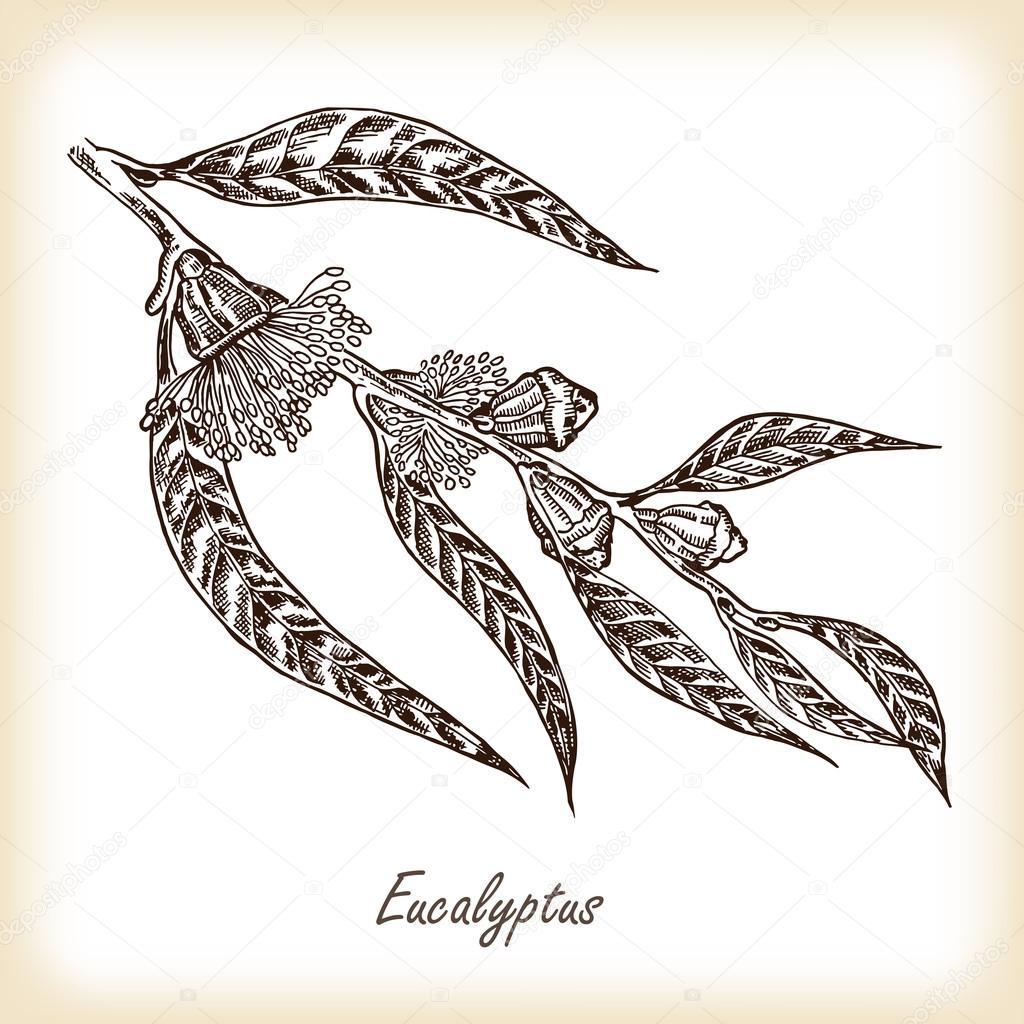 Eucalyptus leaves and flowers hand drawn. Vector