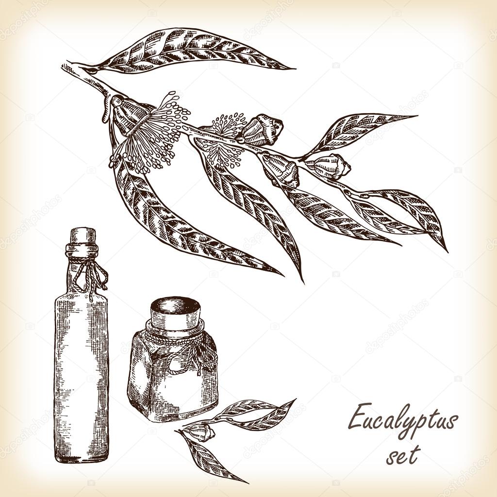 Eucalyptus branch with glass bottles. Hand drawn vector