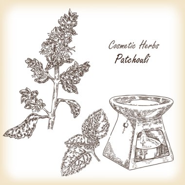 Bitki silhat (Pogostemon cablini). Vektör çizim.