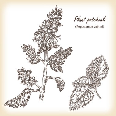 Bitki silhat (Pogostemon cablini). Vektör çizim.
